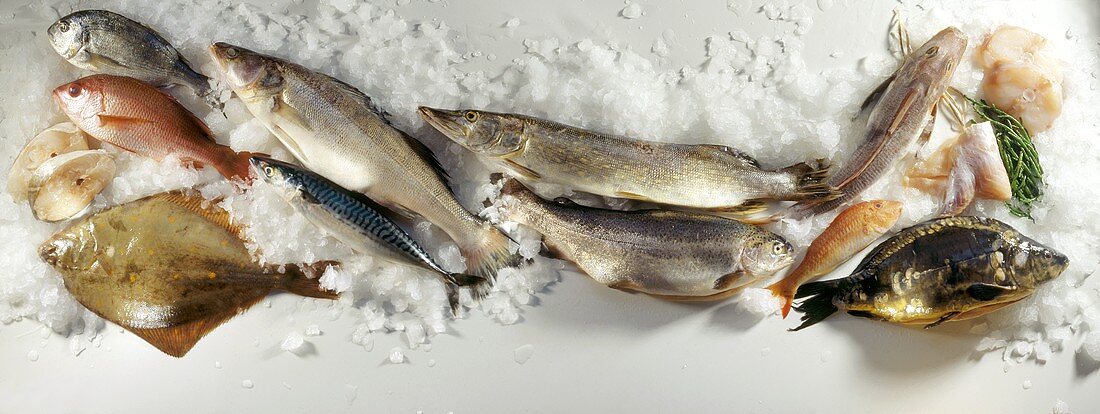 Assorted Sea Fish and Freshwater Fish on Ice