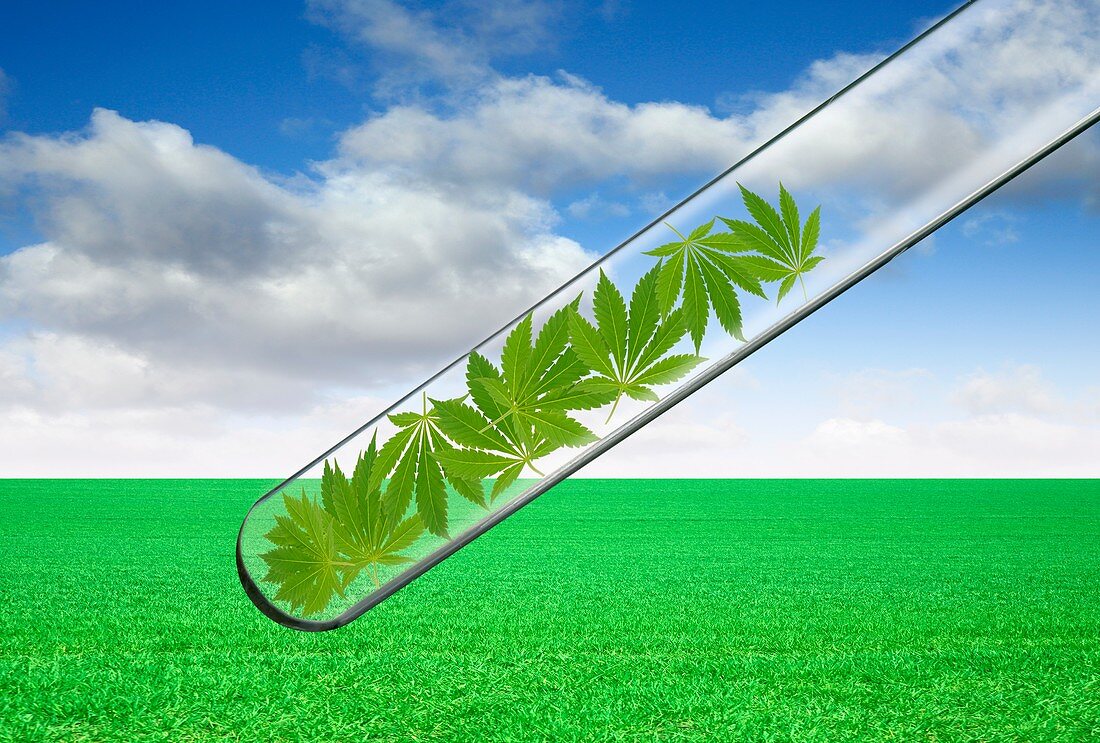 Cannabis in test tube, illustration