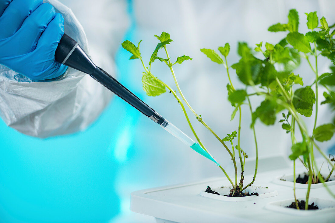 Biologist working with seedlings in plant laboratory