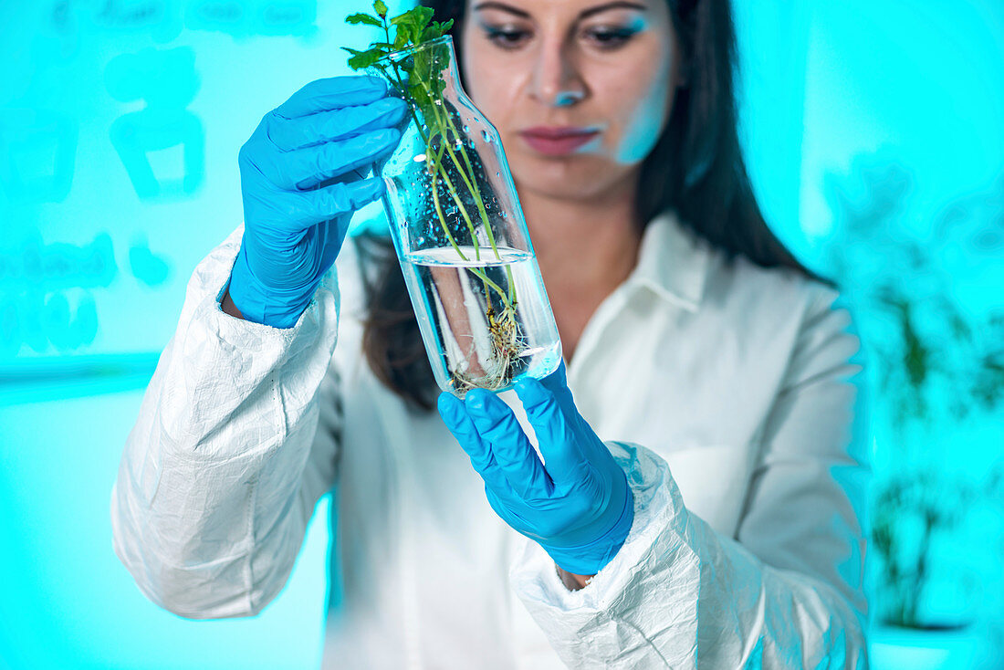 Botanist examining plant specimen