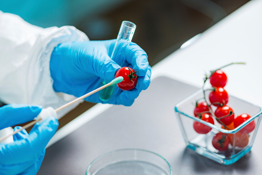 Biologist testing tomatoes for pesticides