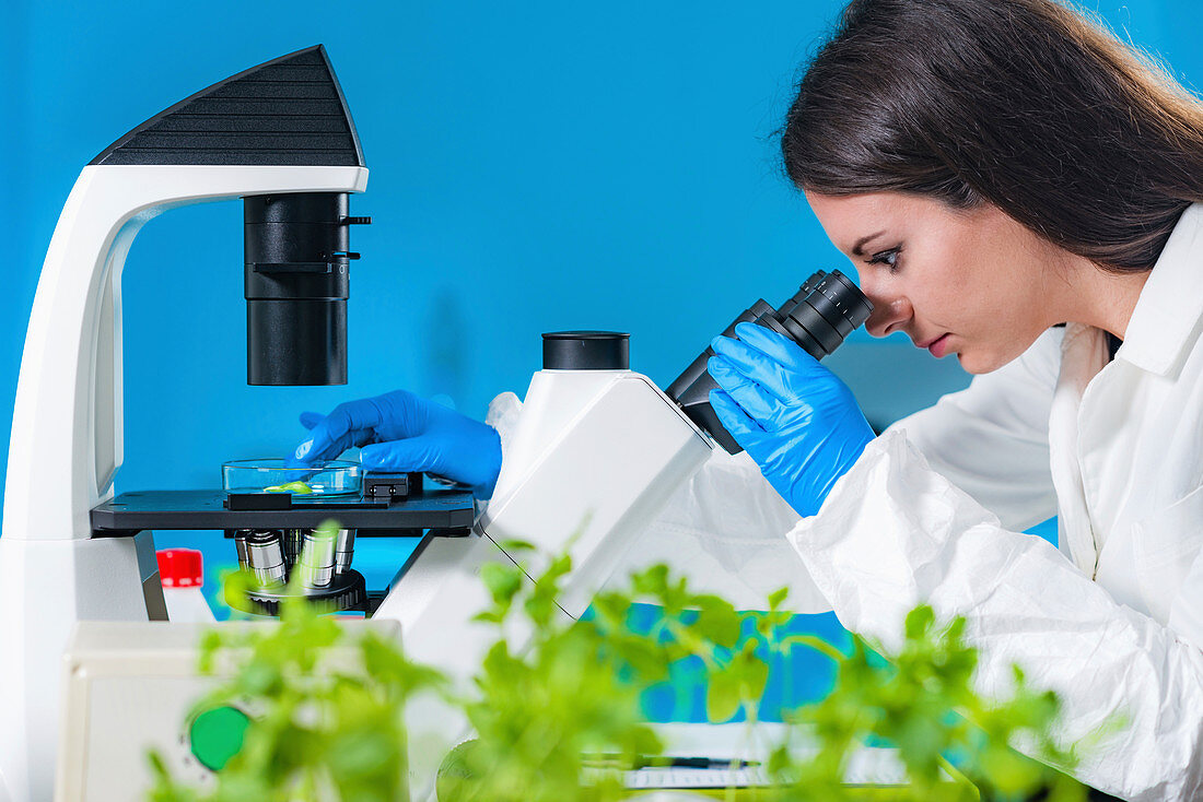 Botanist examining plant tissue with microscope