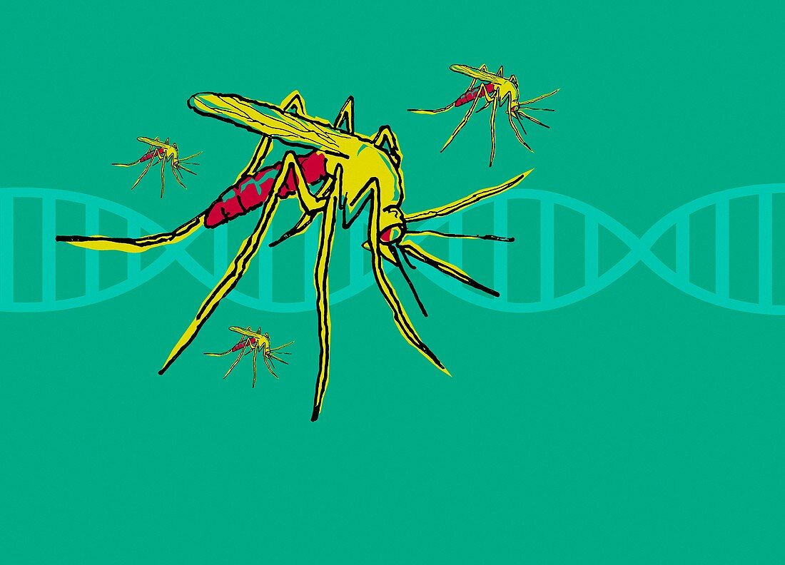 DNA and mosquito, illustration