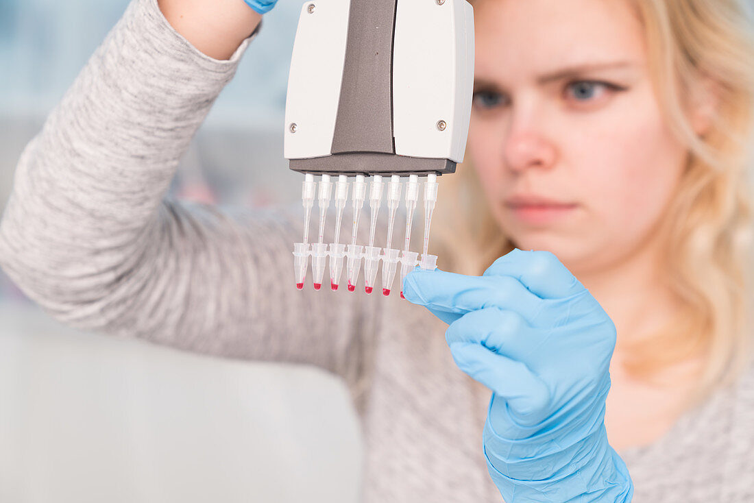 Student using multichannel pipette