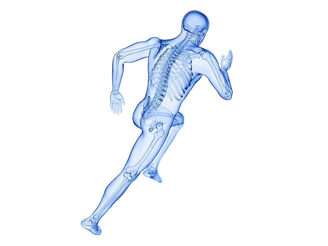 Runner's skeleton, illustration