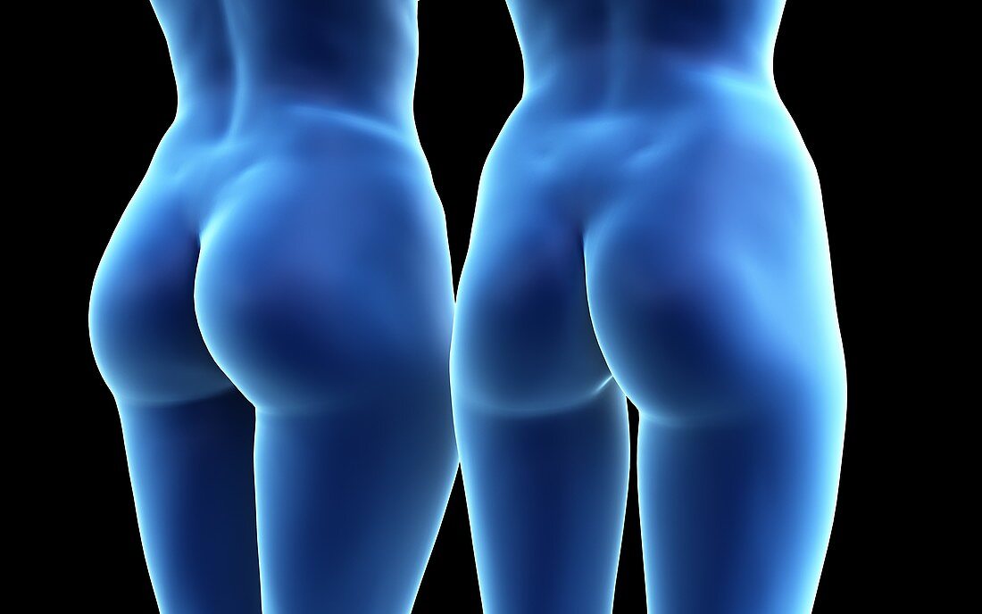 Female buttocks, illustration