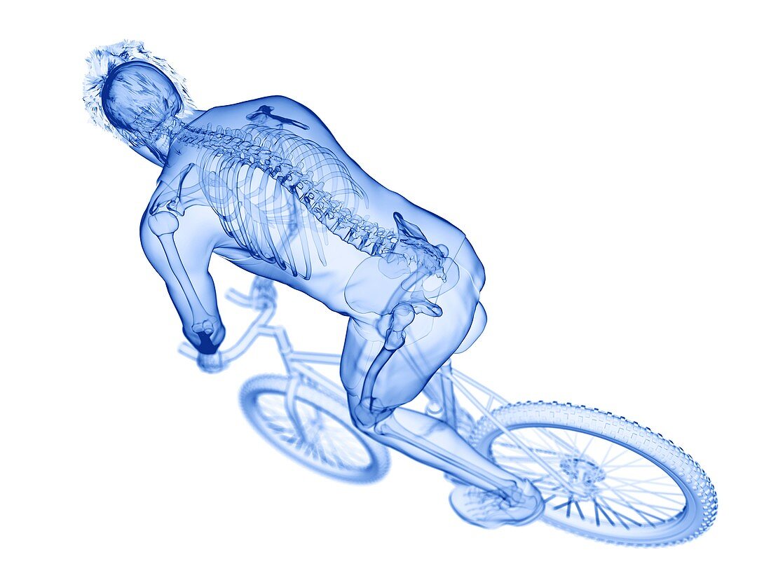 Cyclist, illustration