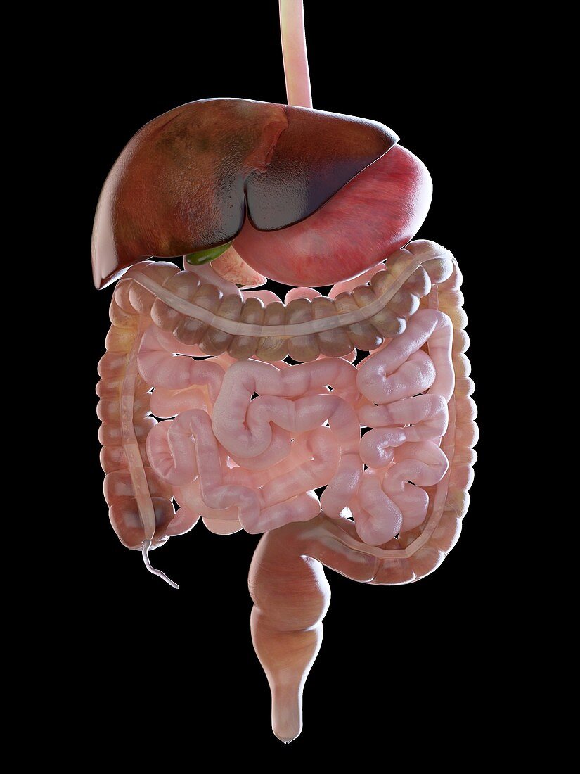 Digestive system, illustration