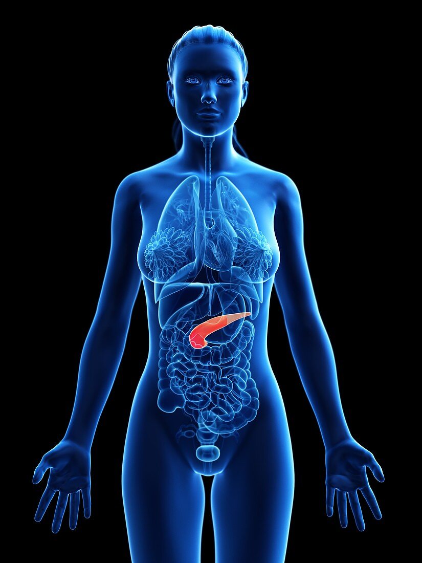 Pancreas, illustration