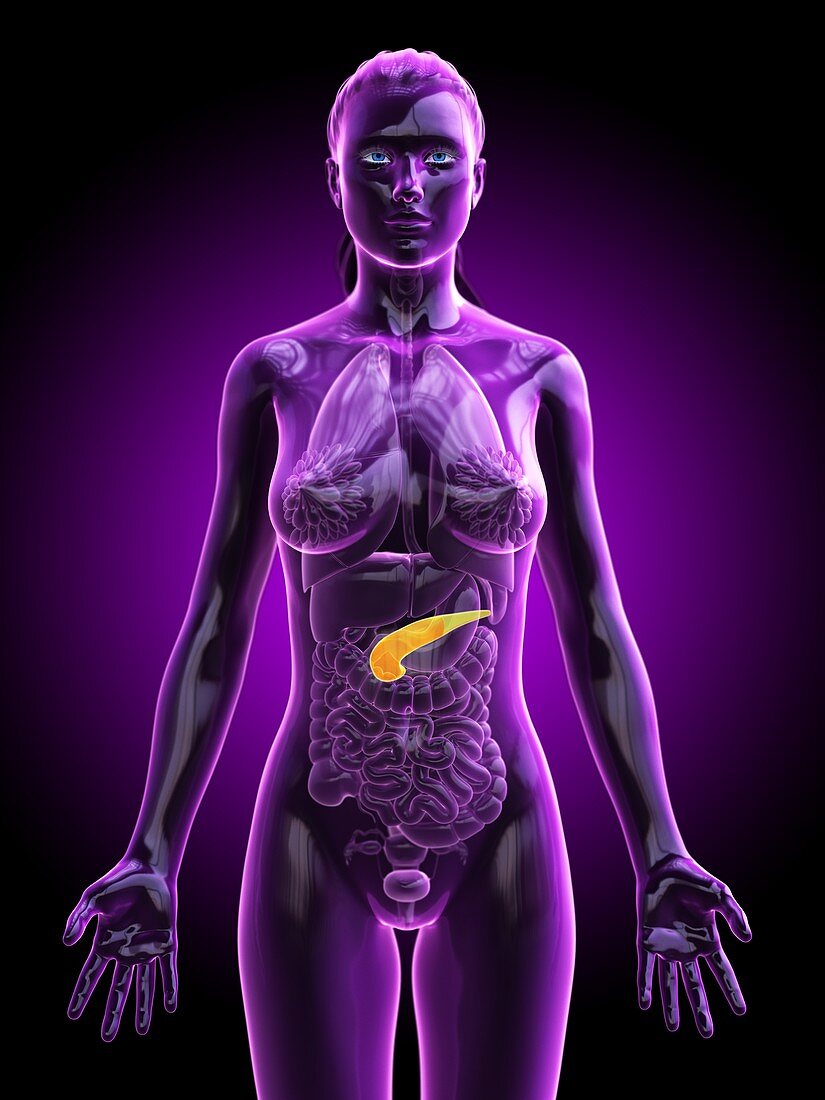 Pancreas, illustration