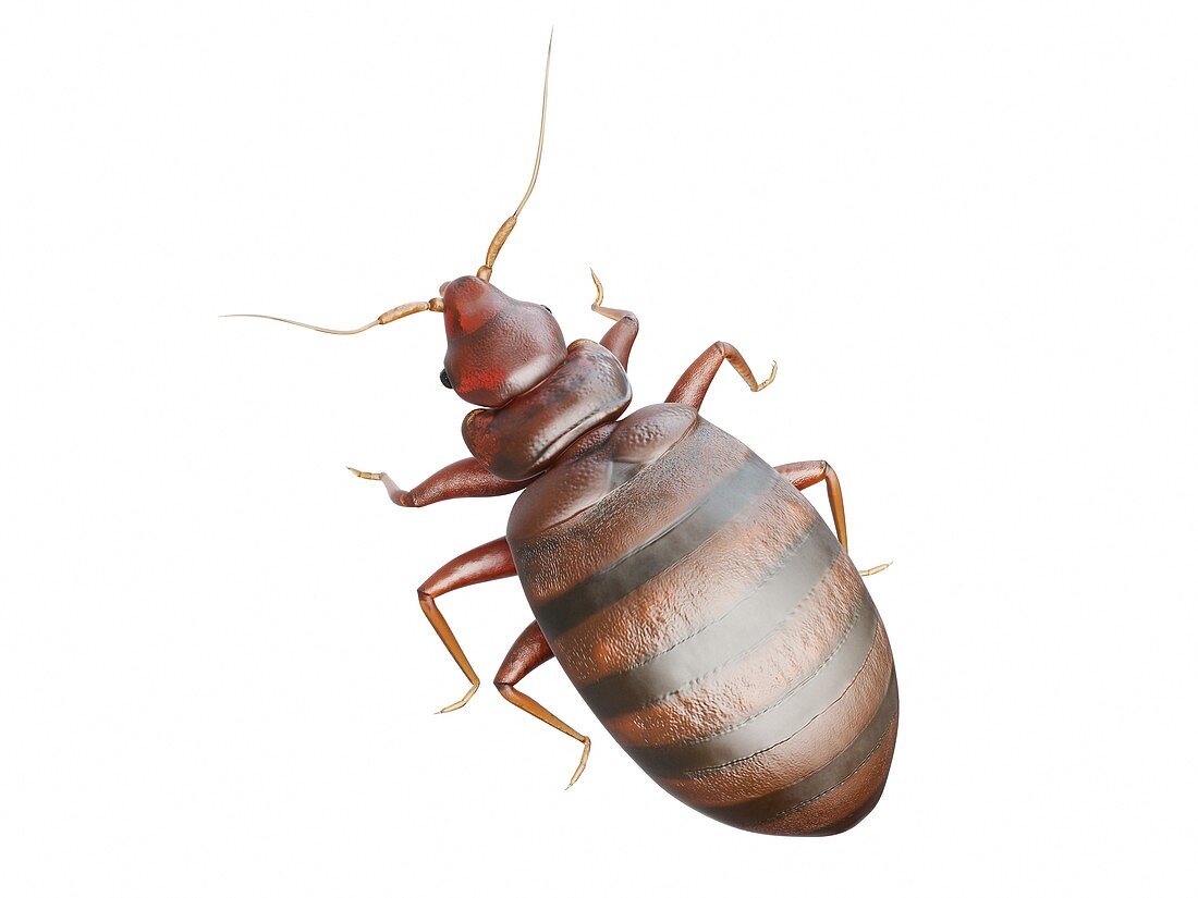 Bedbug, illustration