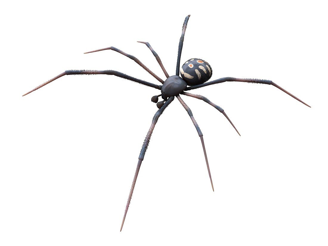 Male black widow spider, illustration