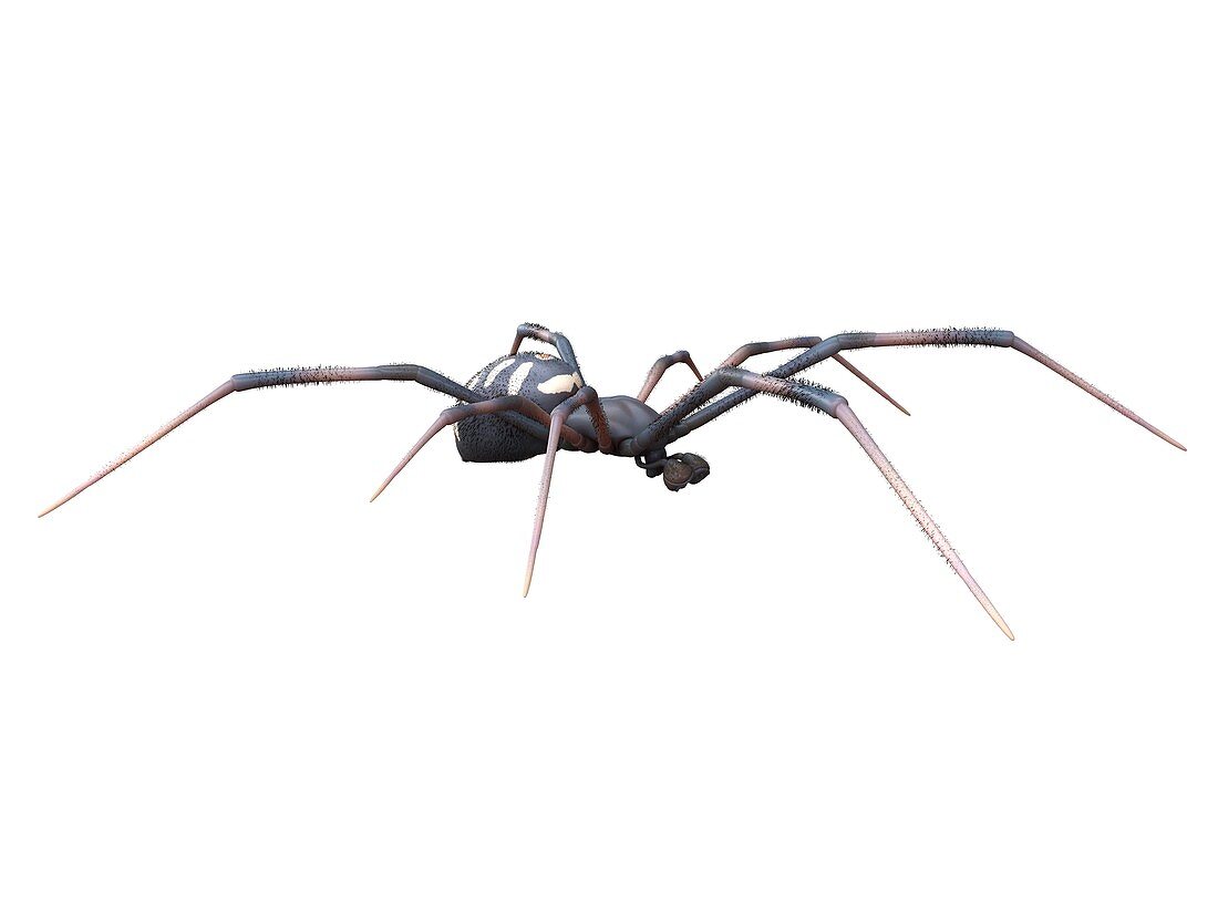 Male black widow spider, illustration