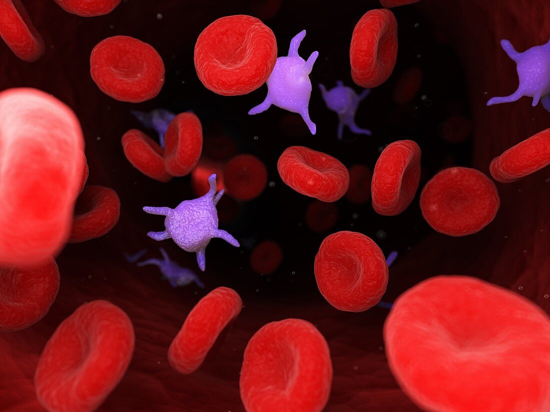 Platelets, illustration