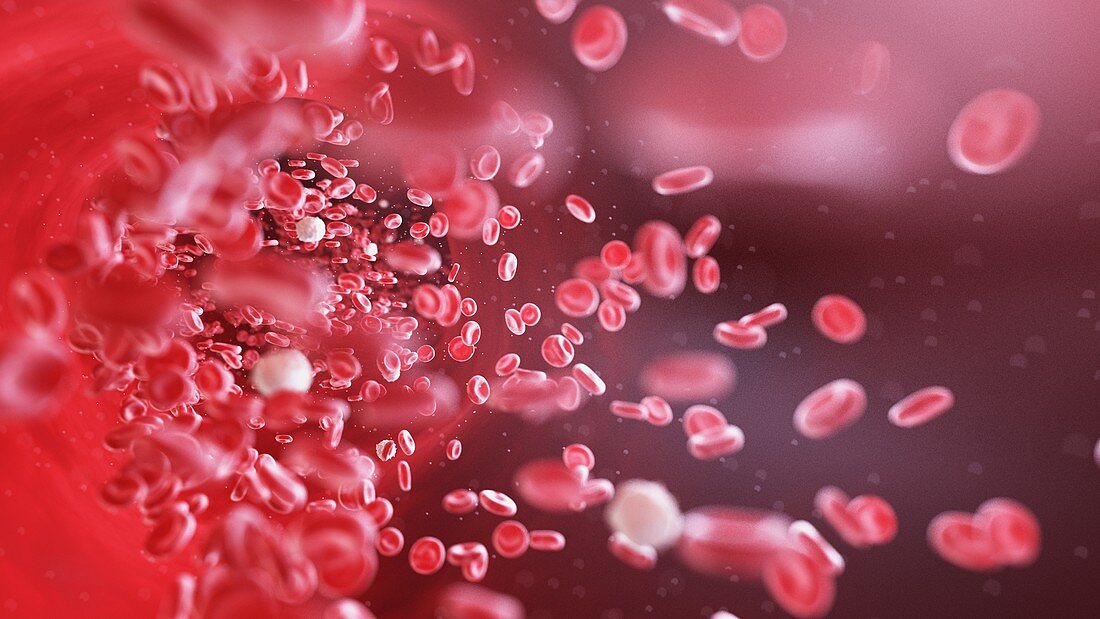 Blood cells, illustration