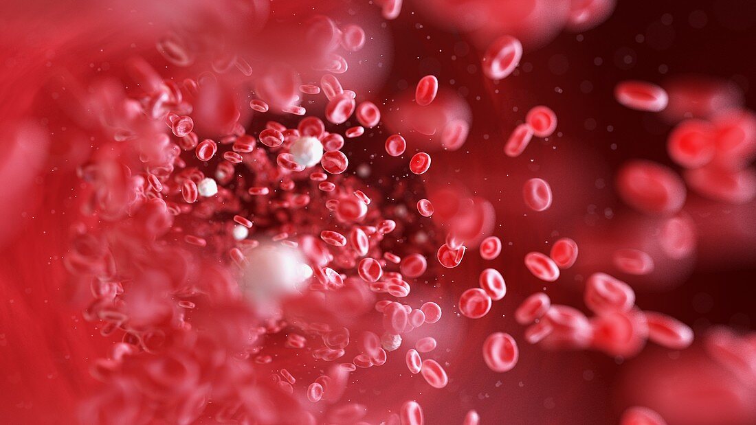 Blood cells, illustration