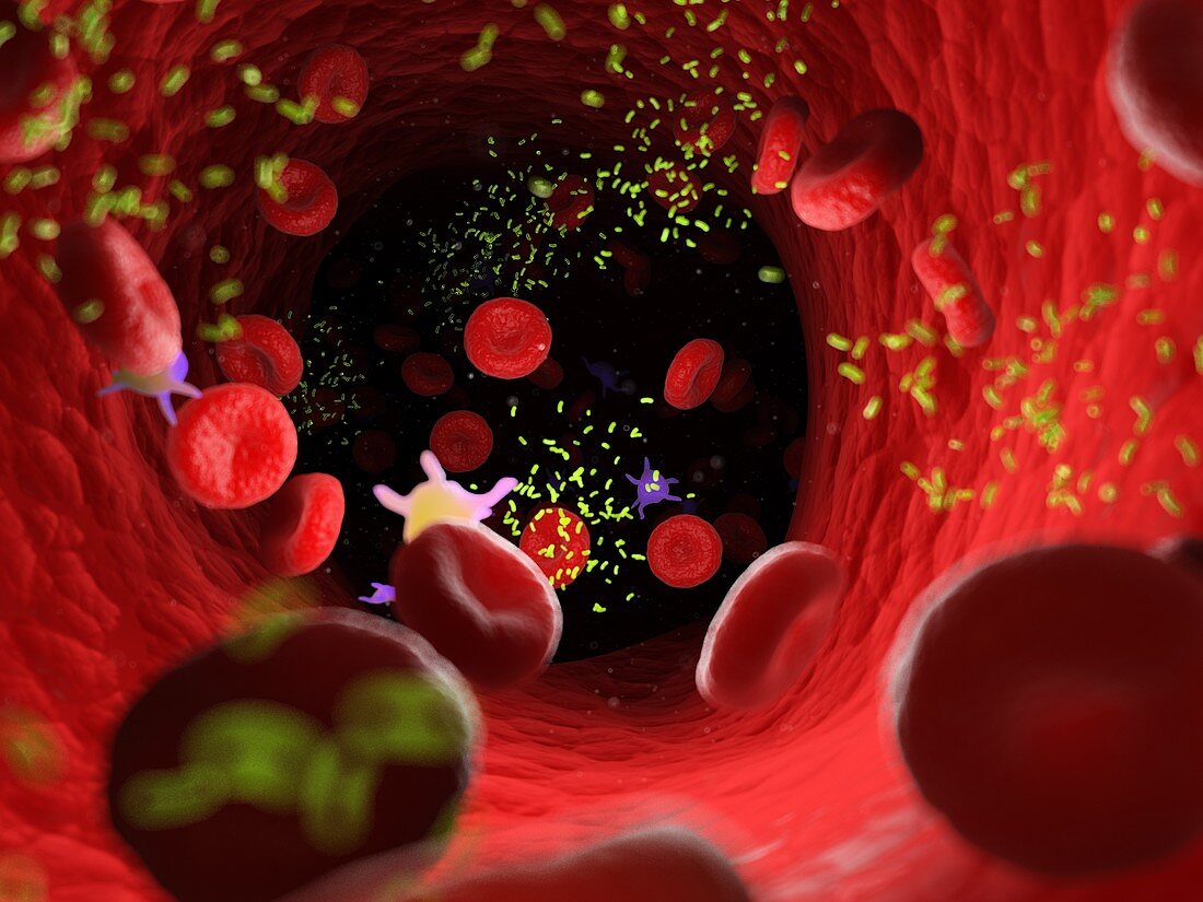 Bacteria in a blood vessel, illustration