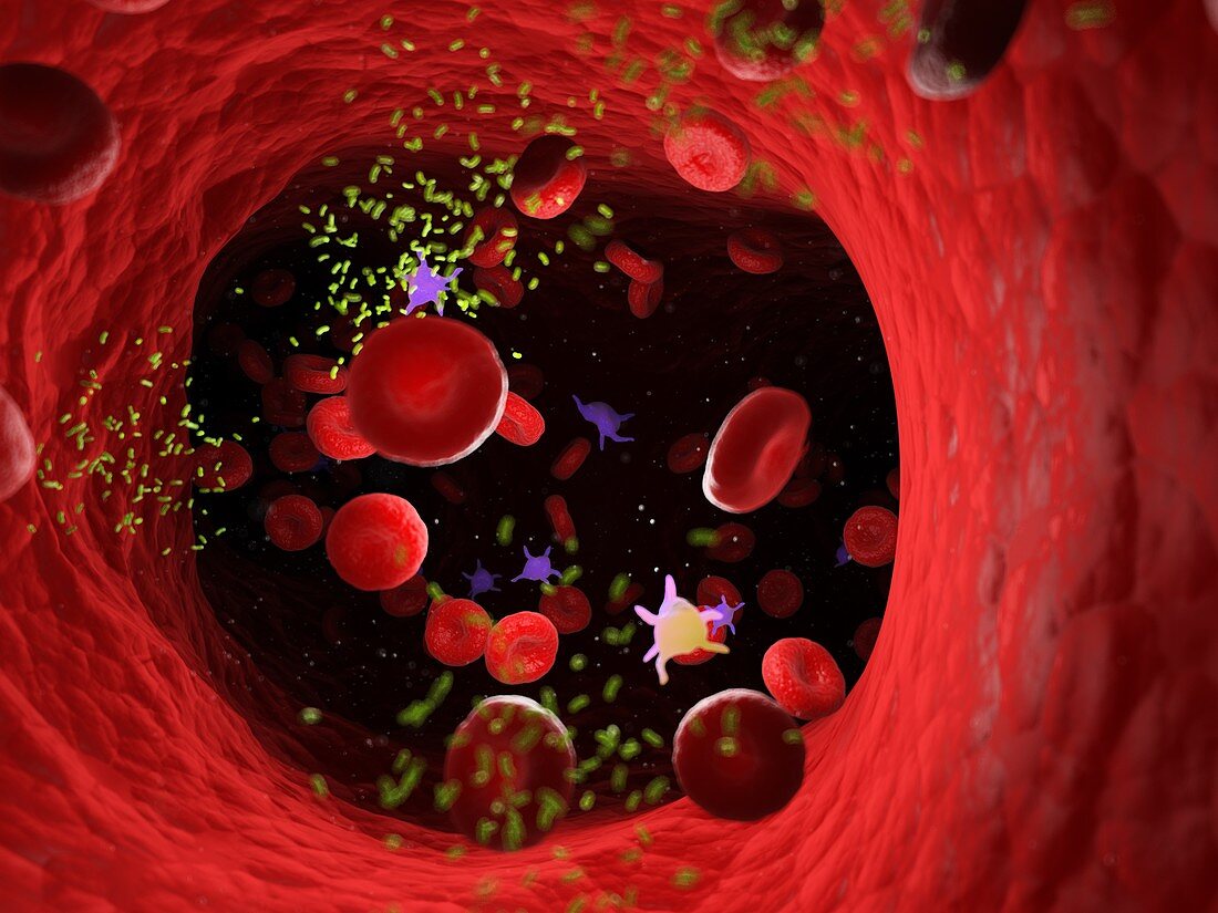 Bacteria in a blood vessel, illustration