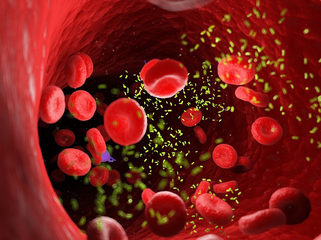 Bacteria in a blood vessel, illustration