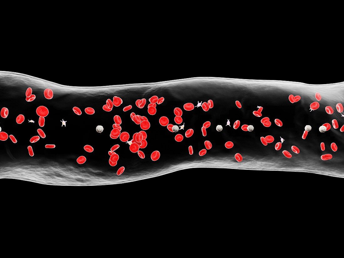 Blood vessel, illustration