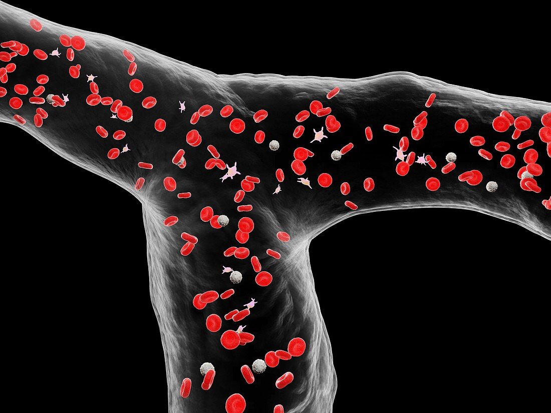 Blood vessel, illustration