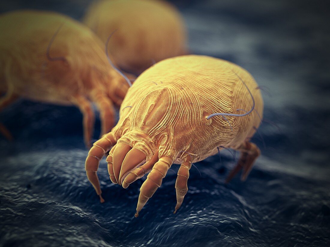 Dust mites, illustration