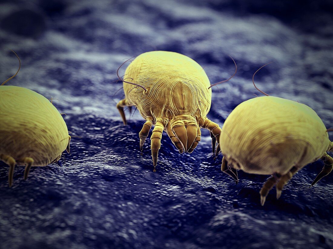 Dust mites, illustration