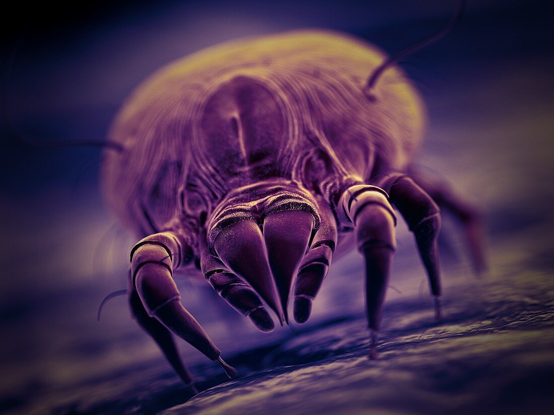 Dust mite, illustration