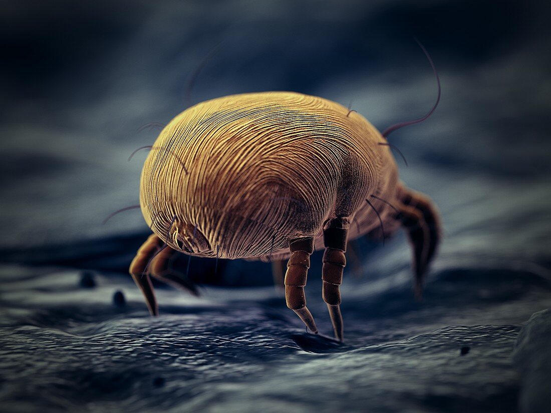Dust mite, illustration