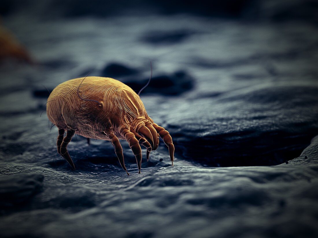 Dust mite, illustration