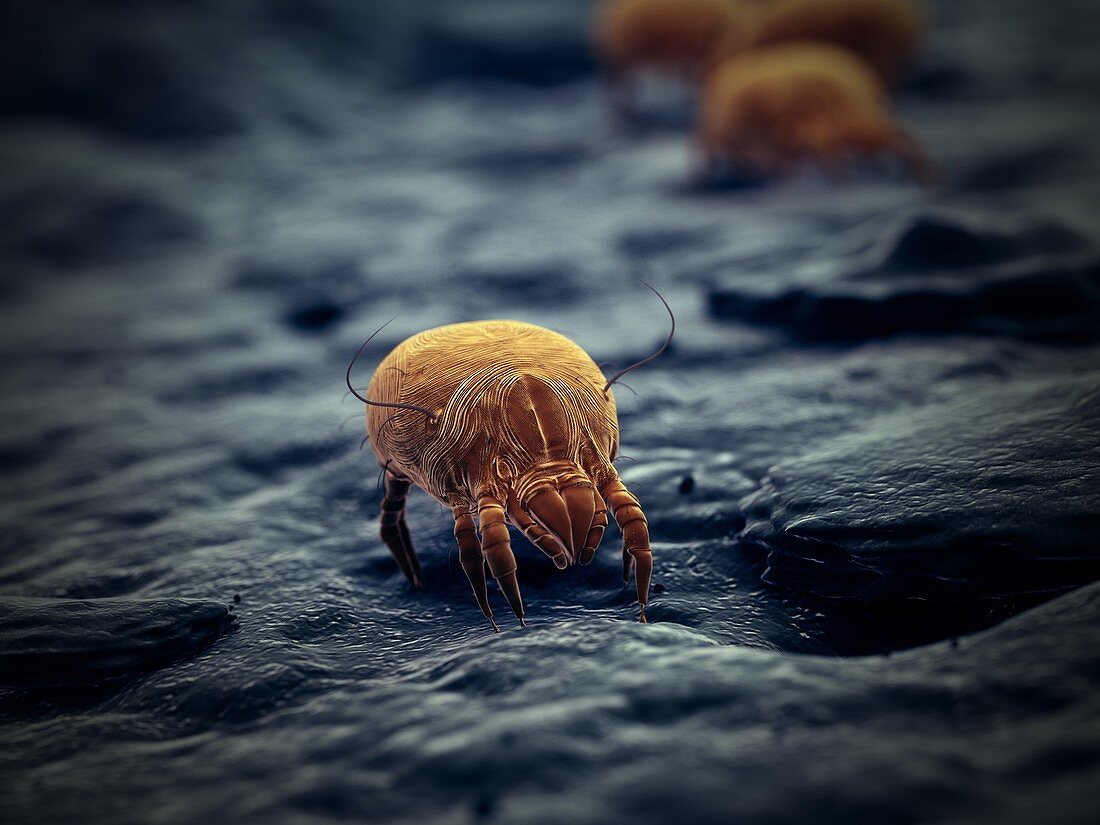 Dust mite, illustration