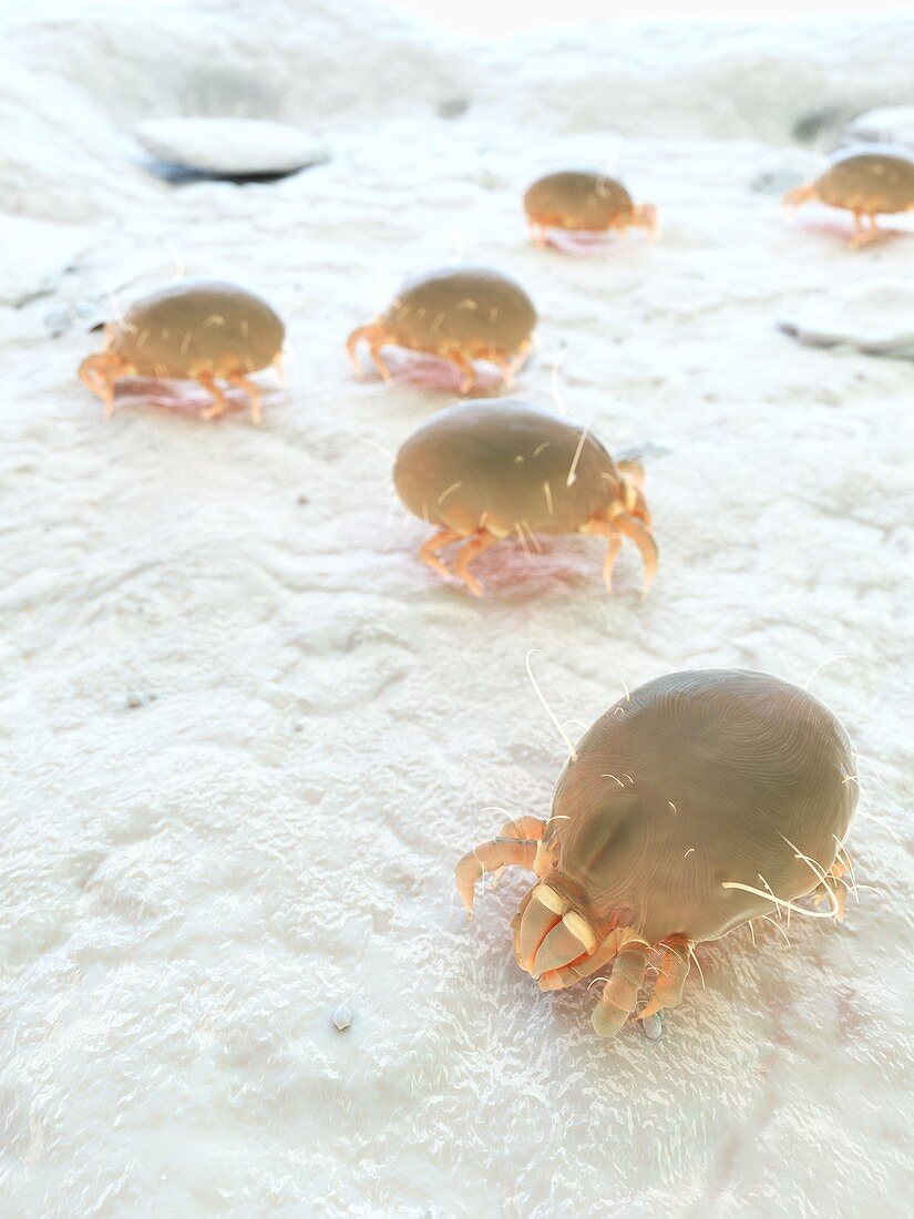 Dust mites, illustration