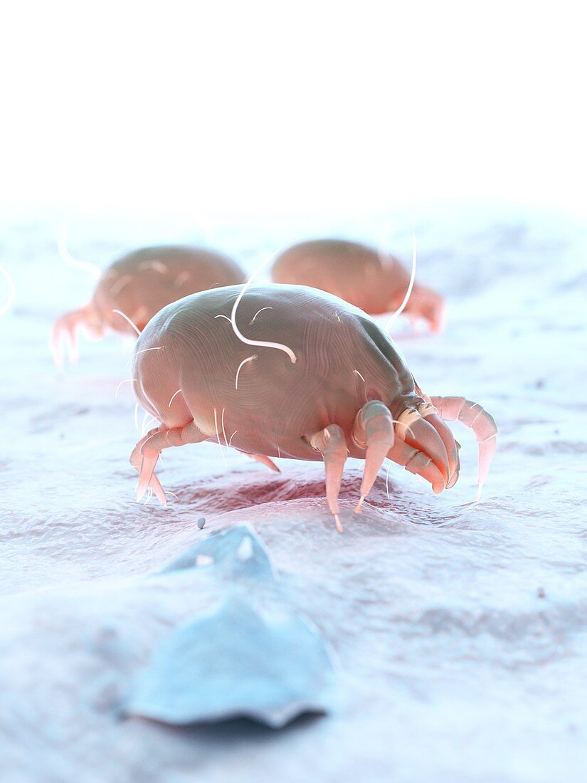 Dust mites, illustration