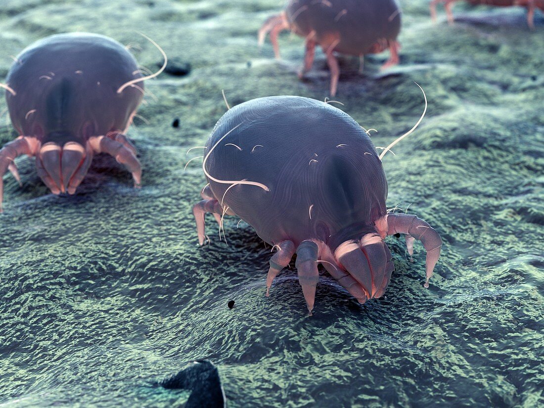 Dust mite, illustration