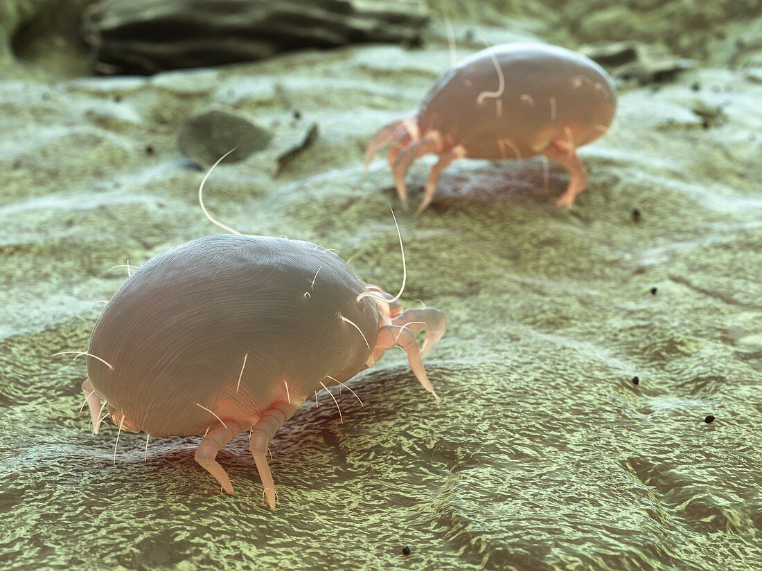 Dust mite, illustration