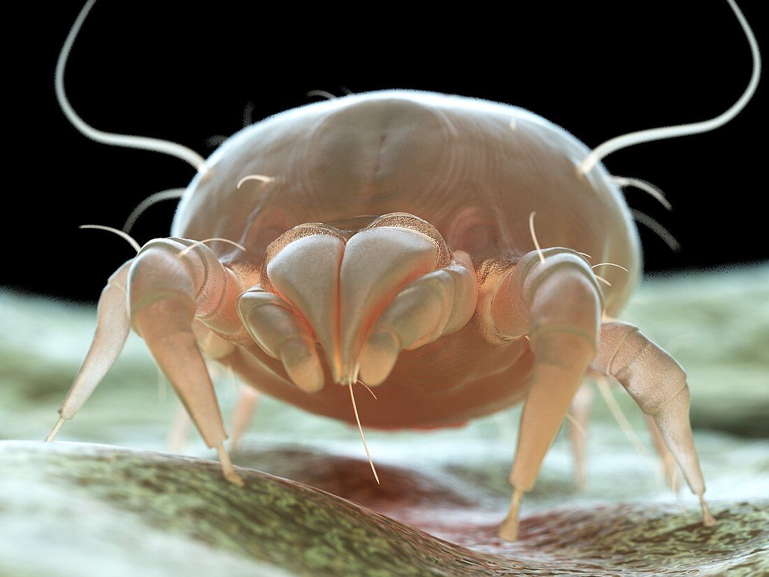 Dust mite, illustration