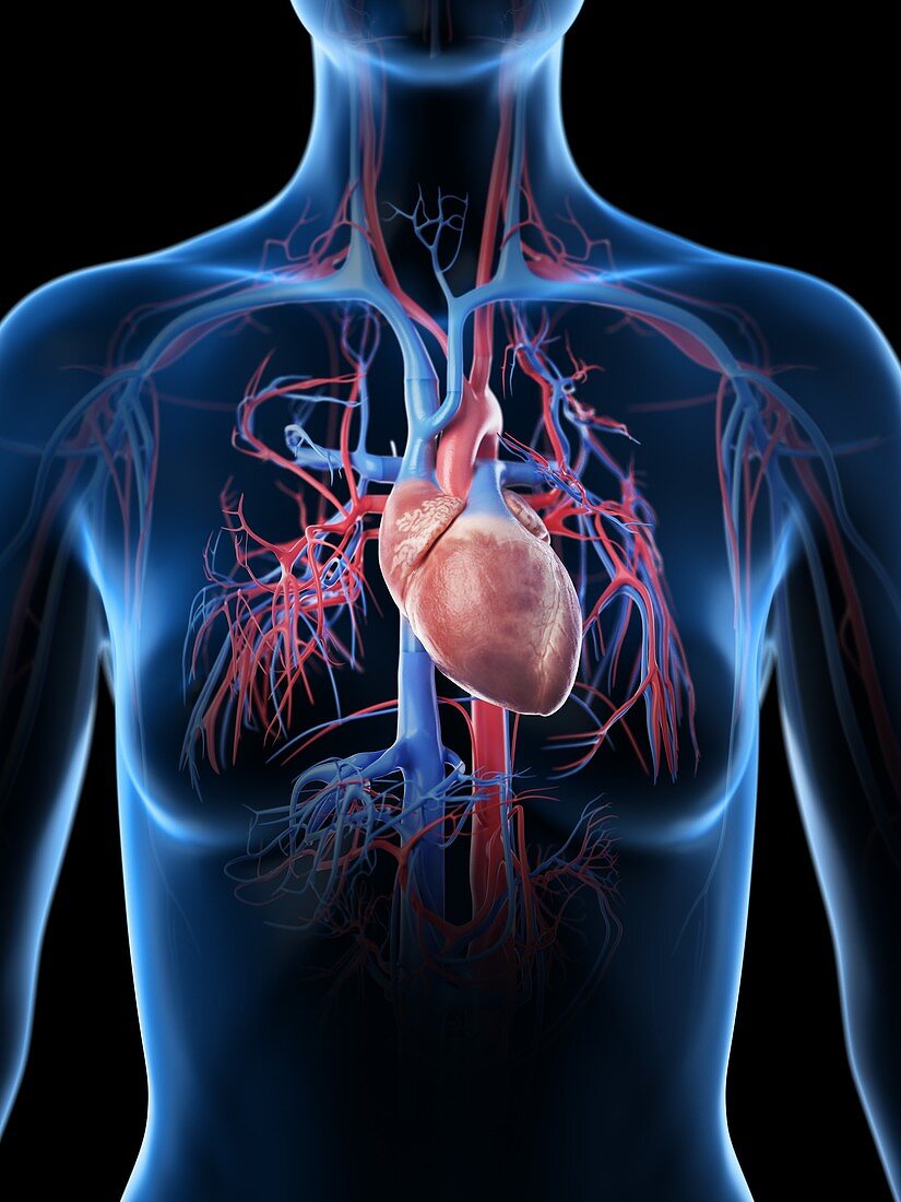 Female vascular system, illustration