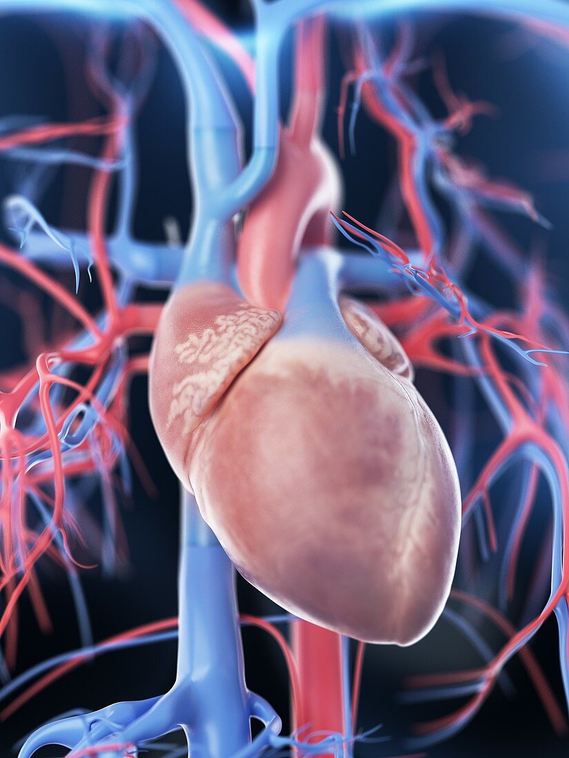 Female vascular system, illustration