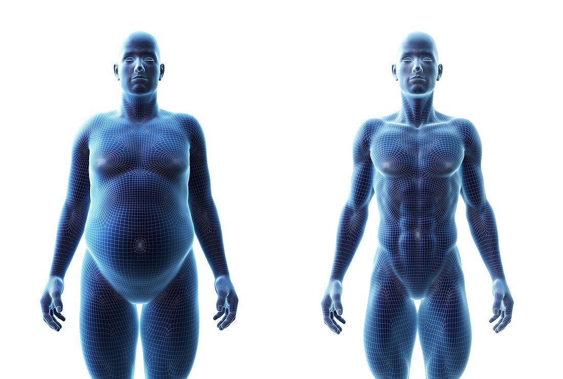 Comparison of a fit and obese male, illustration