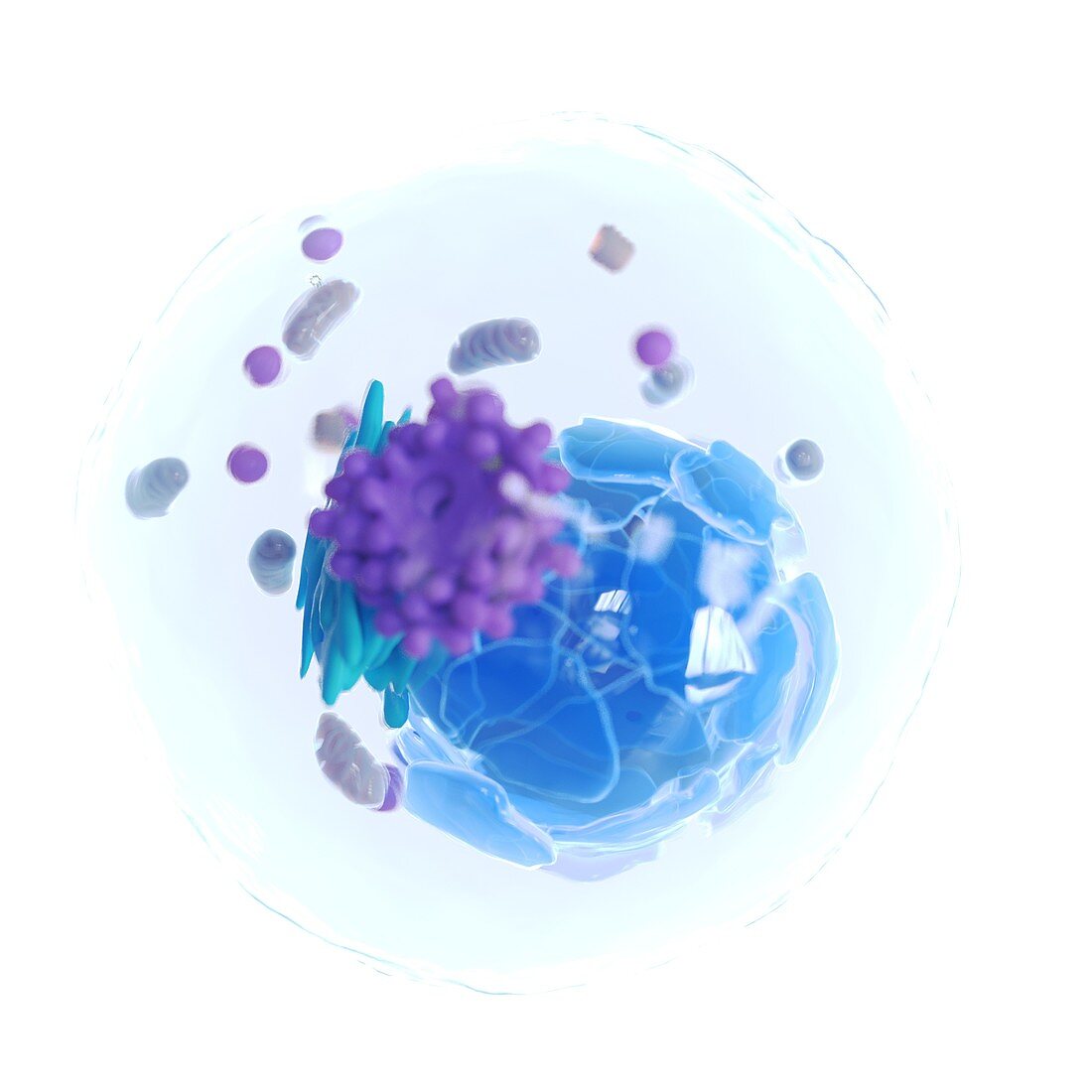 Animal cell, illustration