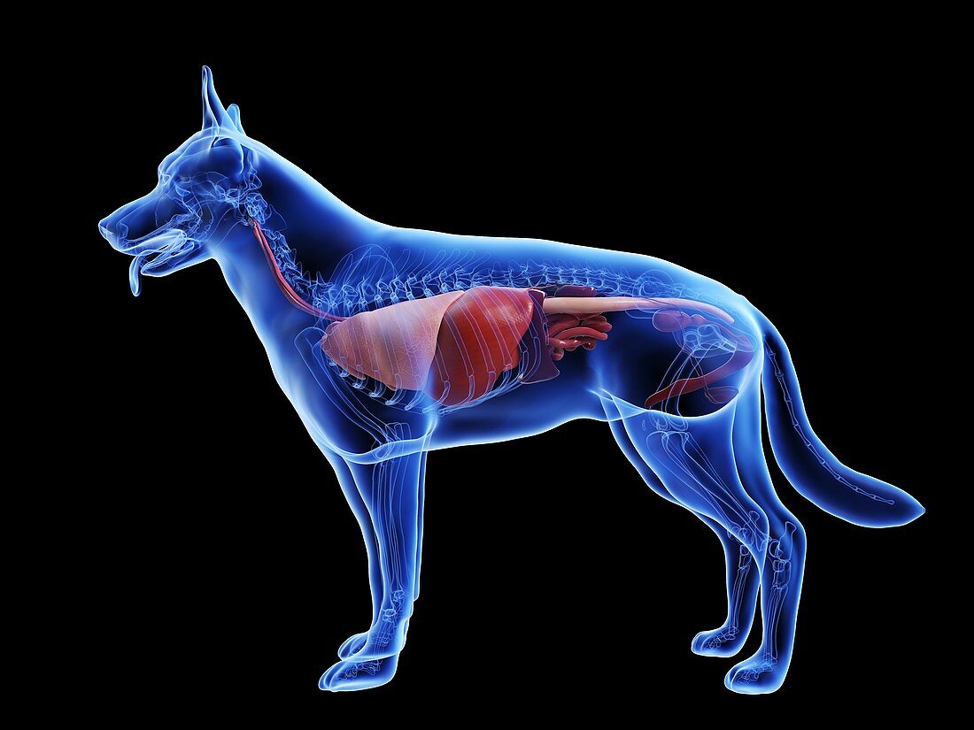 Dog anatomy, illustration