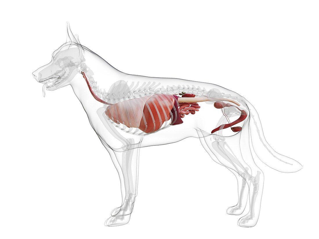 Dog anatomy, illustration