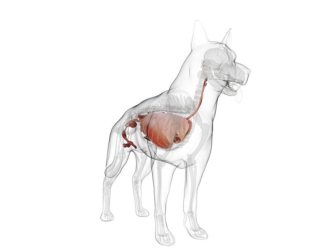 Dog anatomy, illustration