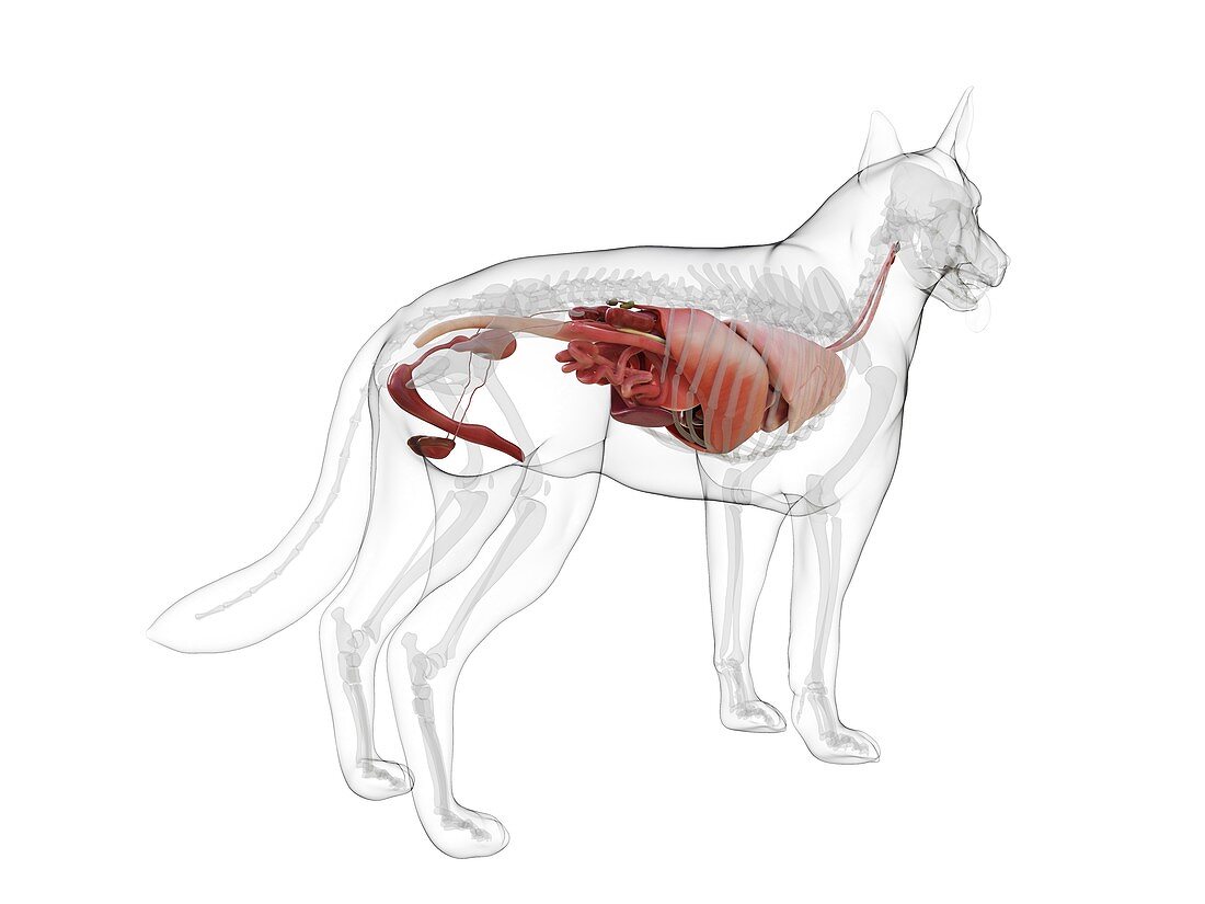 Dog anatomy, illustration