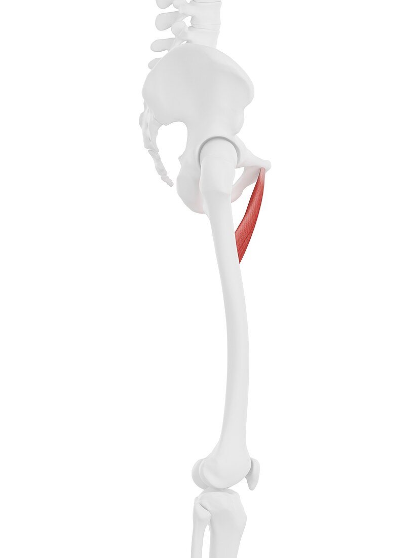 Adductor brevis muscle, illustration