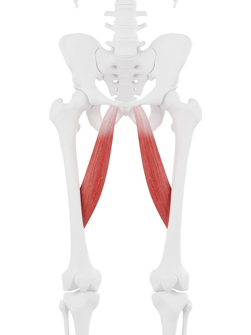 Adductor longus muscle, illustration