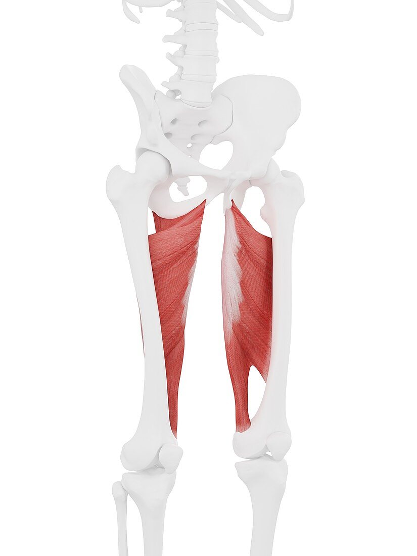 Adductor magnus muscle, illustration