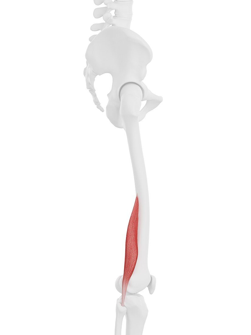Short biceps femoris muscle, illustration