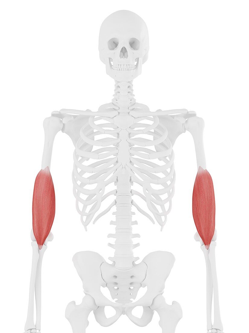 Brachialis muscle, illustration