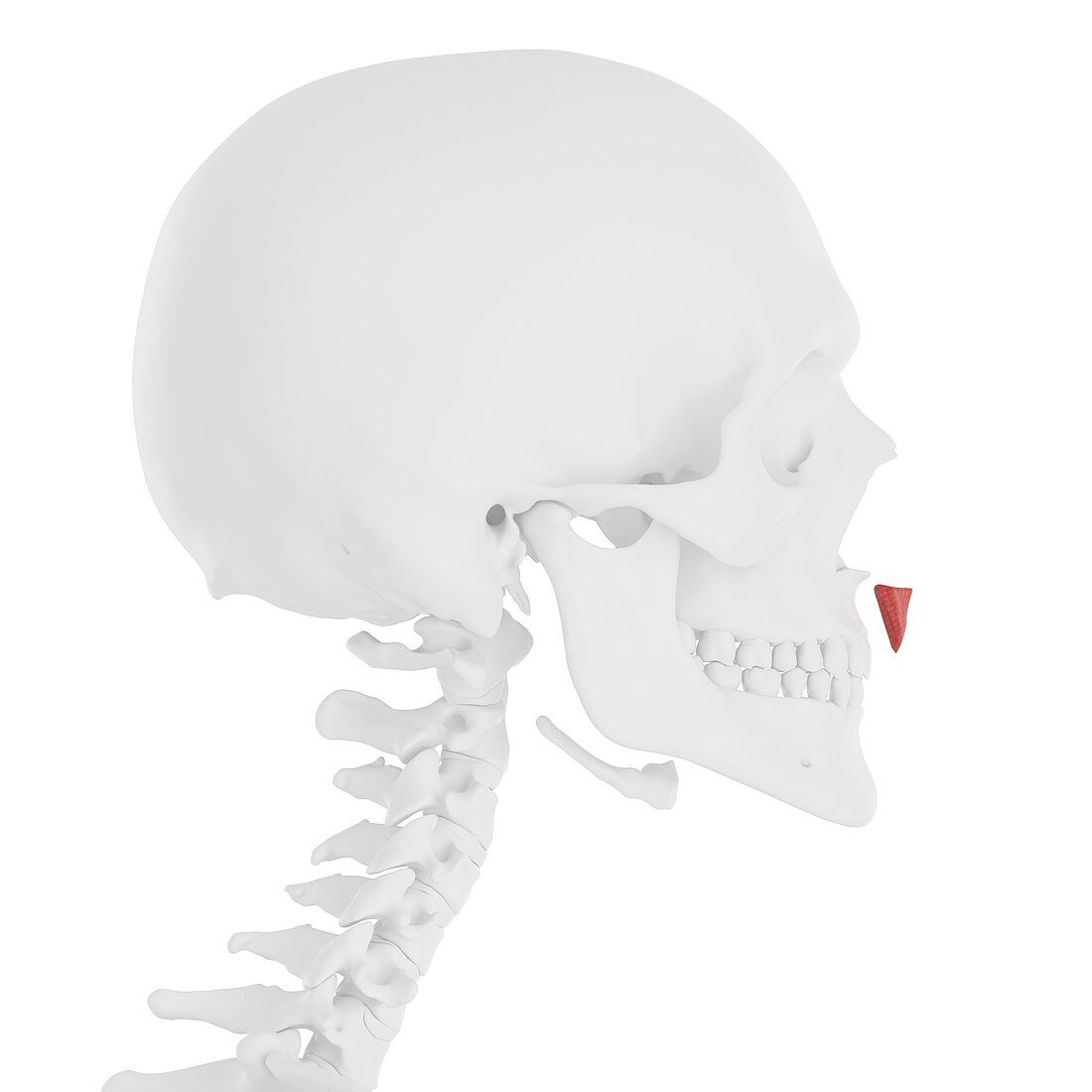 Depressor septi nasi muscle, illustration